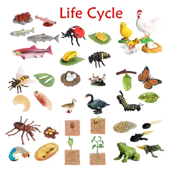 Honey Bee Životného Cyklu Modelu Hračka Simulácia Mini Zvierat Deti Biológie Nástroje Výučby