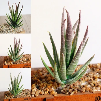Umelé Rastliny DIY Falošné Aloe Domov Izba Office Dekoratívne Voliteľné Typy Pekné