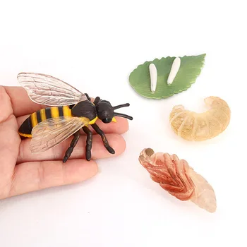 Honey Bee Životného Cyklu Modelu Hračka Simulácia Mini Zvierat Deti Biológie Nástroje Výučby